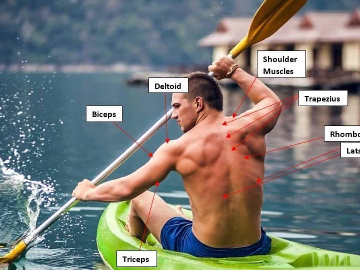 what muscles do kayaks work